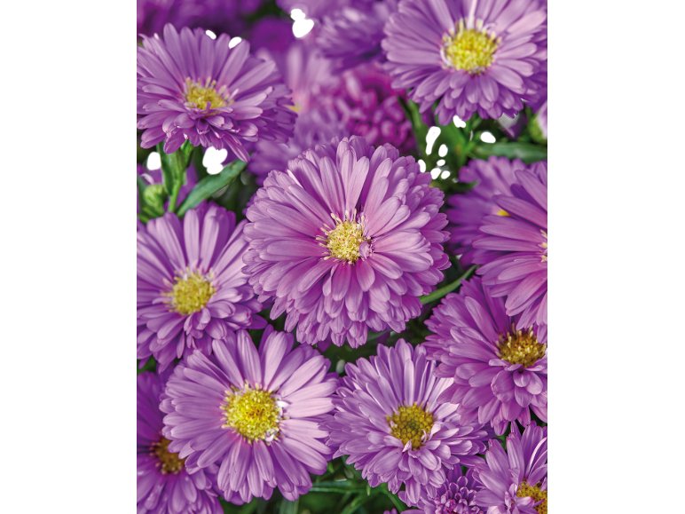 Aster dumosus