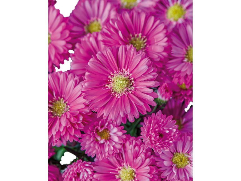 Aster dumosus