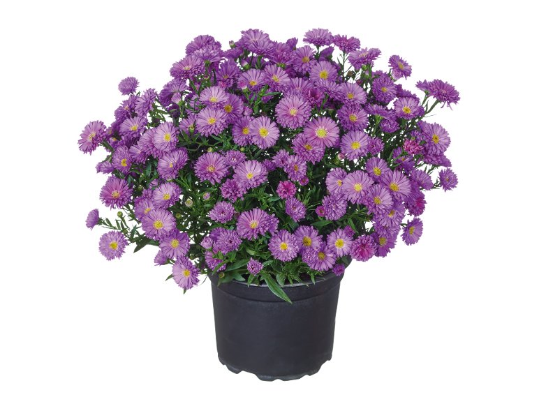 Aster dumosus