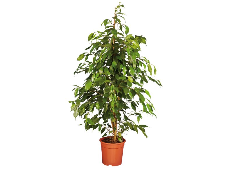 Grande Plante verte