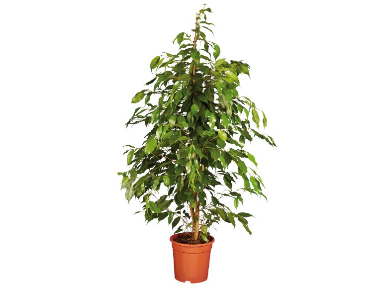 Grande Plante verte