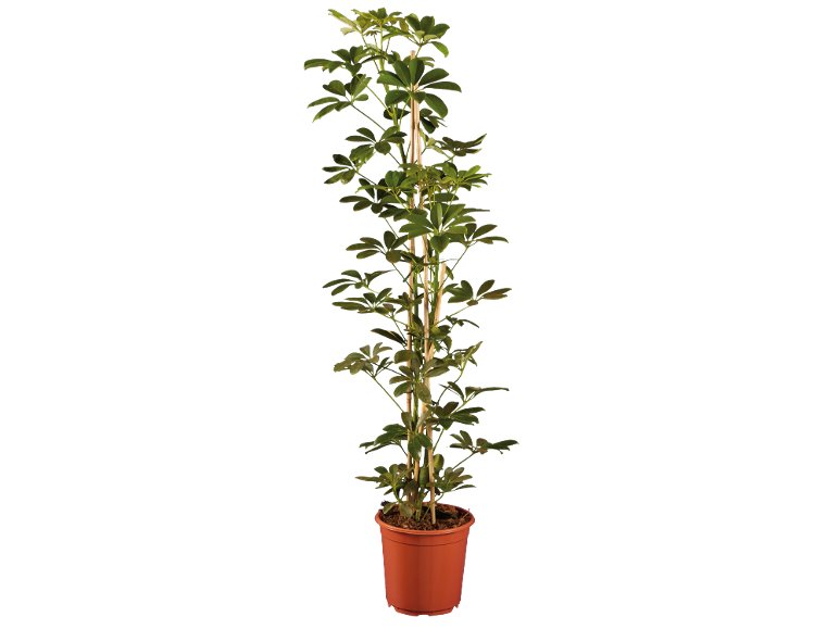 Grande Plante verte