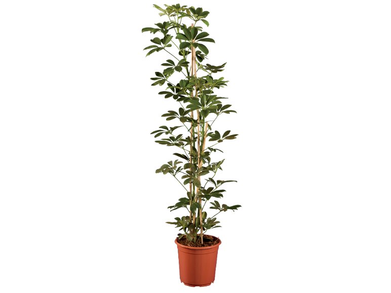 Grande Plante verte