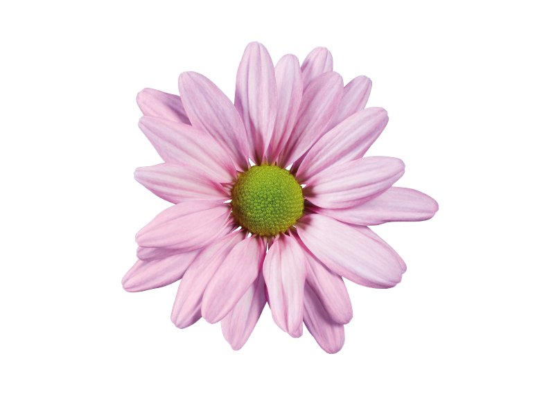 Chrysanthèmes en coupe