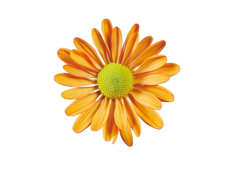 Chrysanthèmes en coupe