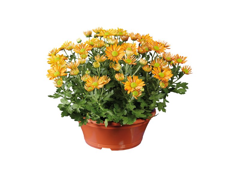 Chrysanthèmes en coupe