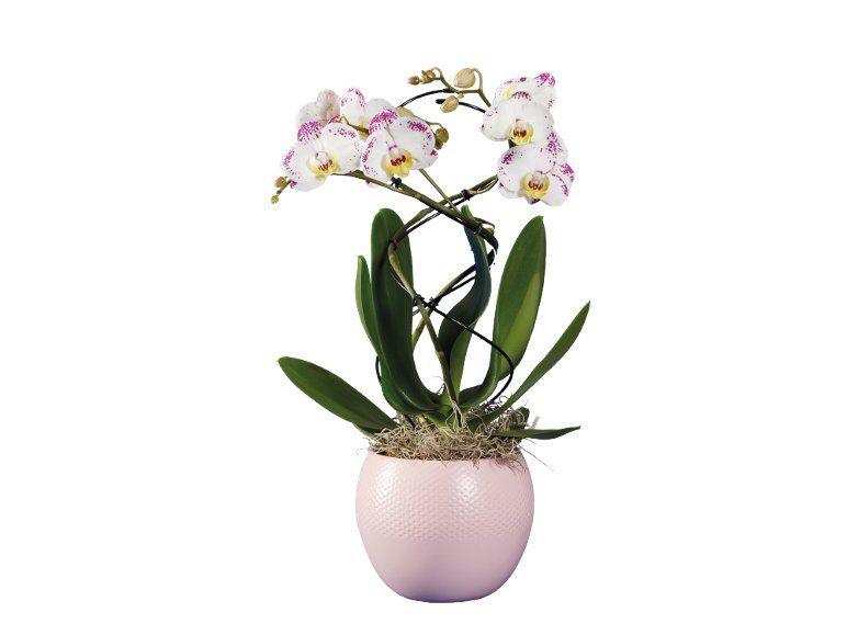 Orchidée twister ou arceau