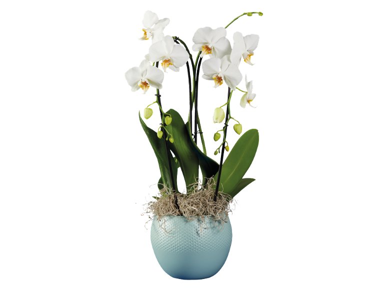 Orchidée twister ou arceau