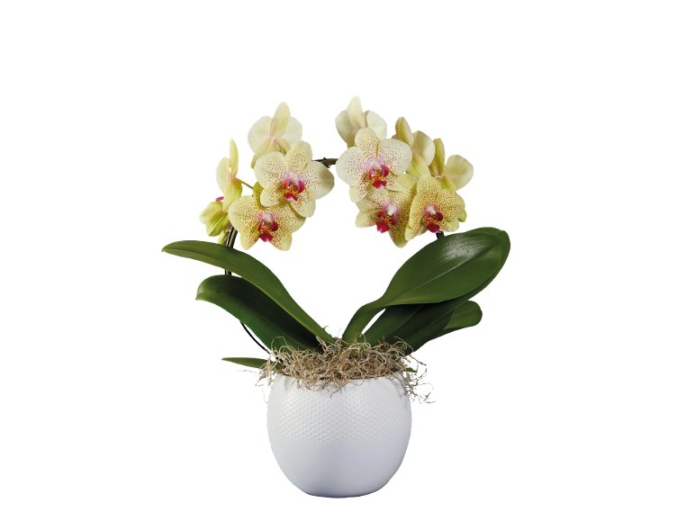 Orchidée twister ou arceau