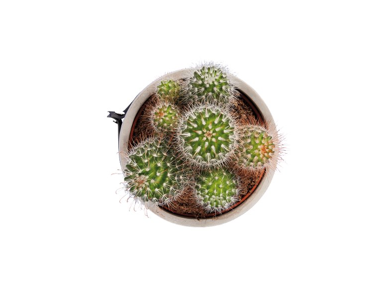 Succulente en pot Bali