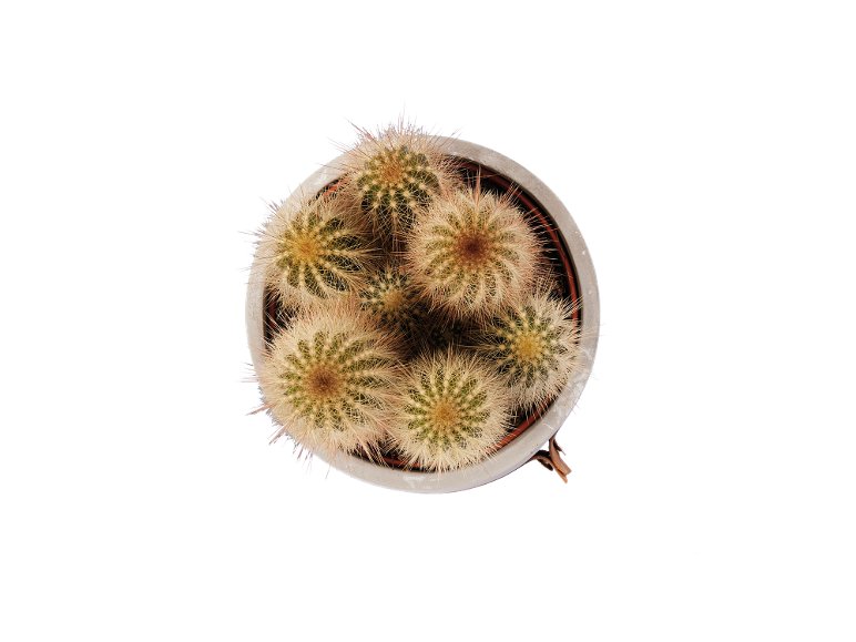 Succulente en pot Bali