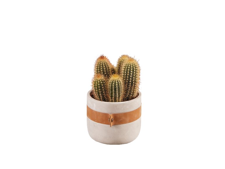 Succulente en pot Bali