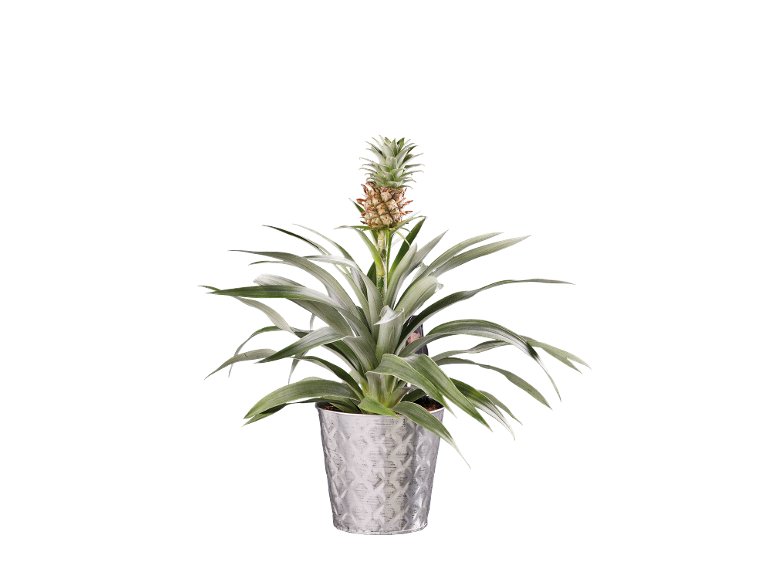 Ananas pot céramique