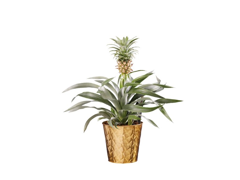 Ananas pot céramique