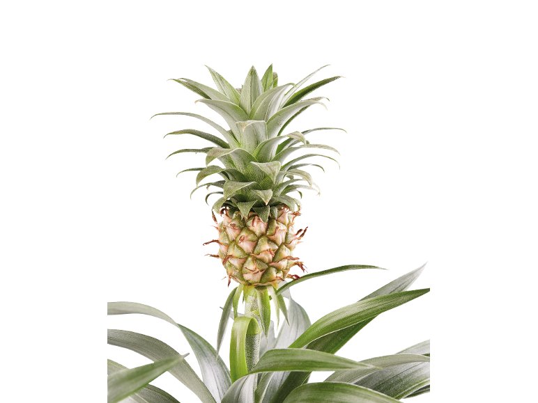 Ananas pot céramique