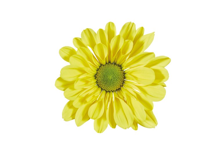 Chrysanthème multifleurs