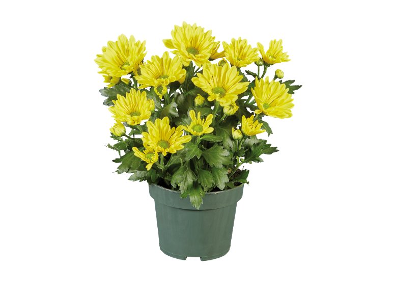 Chrysanthème multifleurs