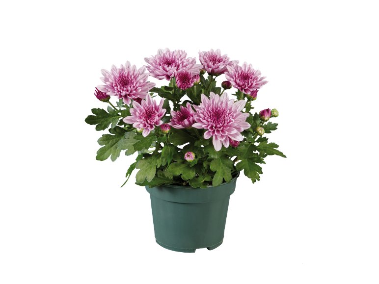 Chrysanthème multifleurs
