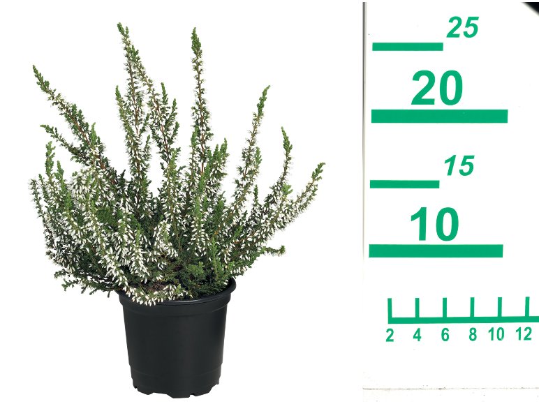 Calluna