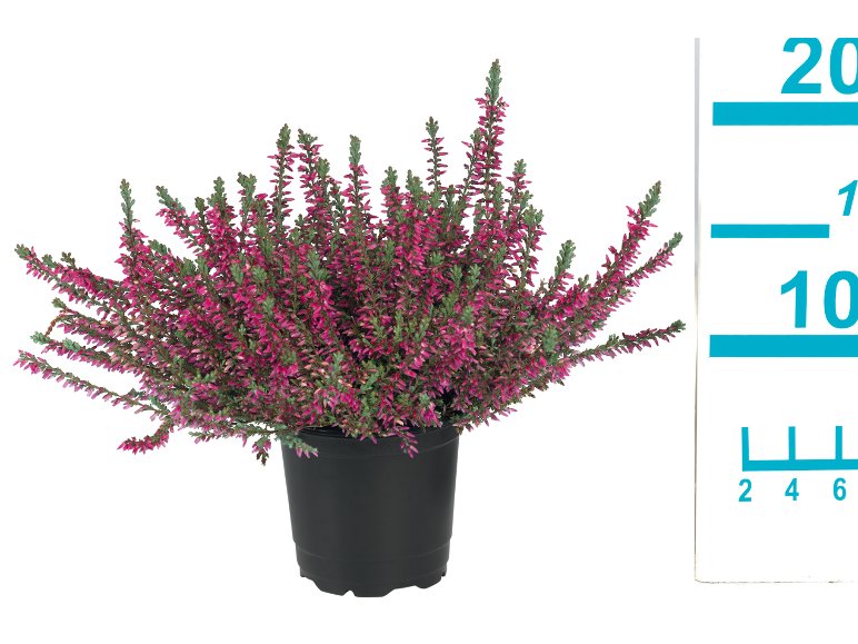 Calluna