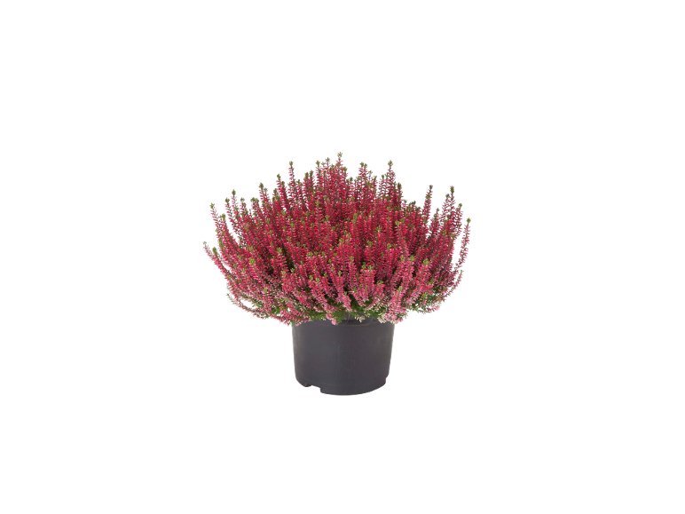 Calluna