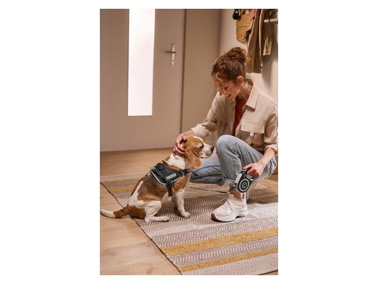Harnais pour chien