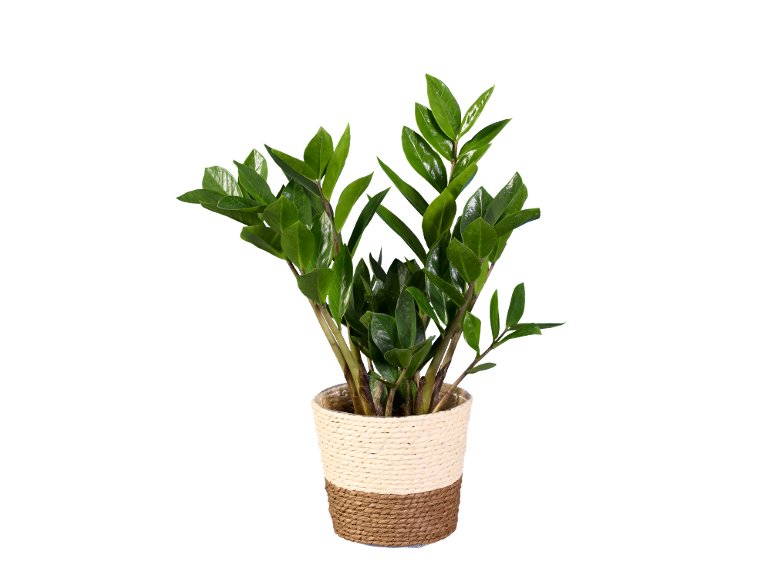 Zamioculcas