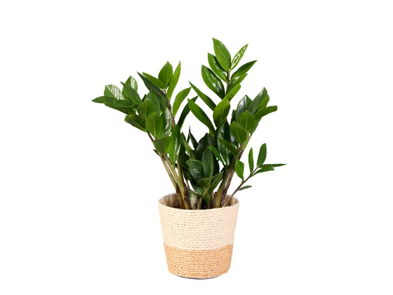 Zamioculcas