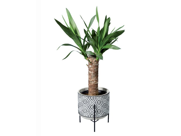Plante verte exotique pot design