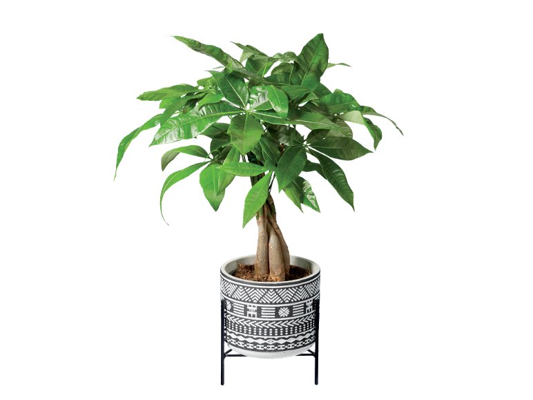Plante verte exotique pot design