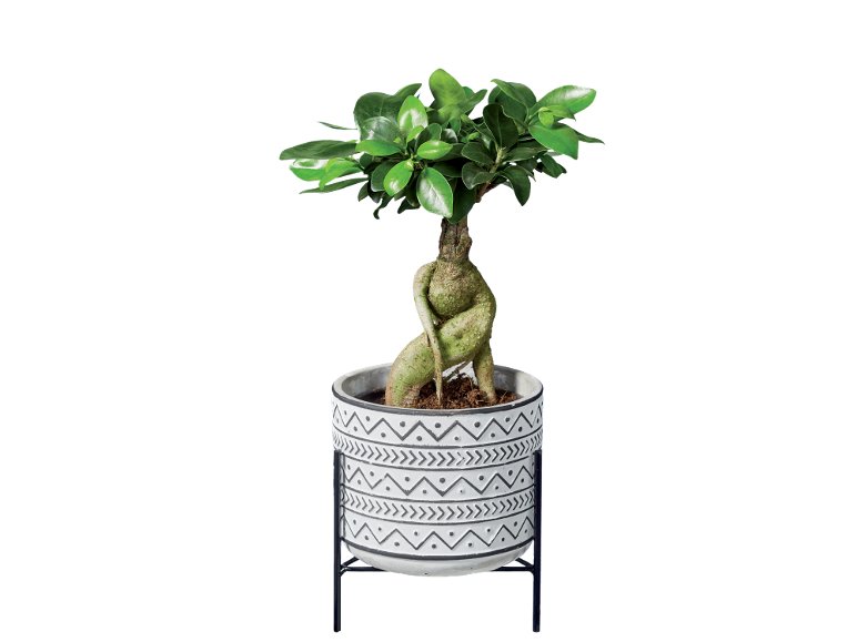 Plante verte exotique pot design