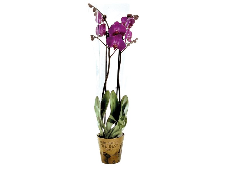 Orchidée