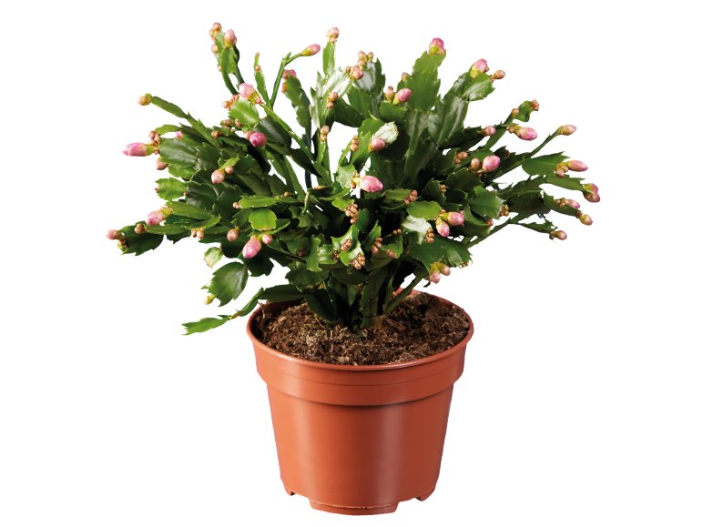 Schlumbergera XXL