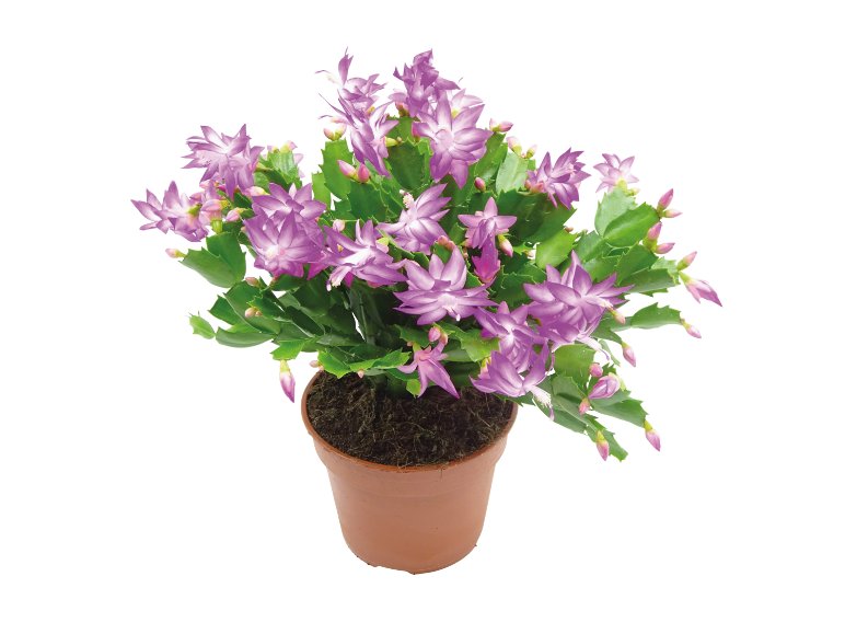 Schlumbergera XXL