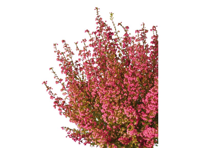 Bruyère Gracilis