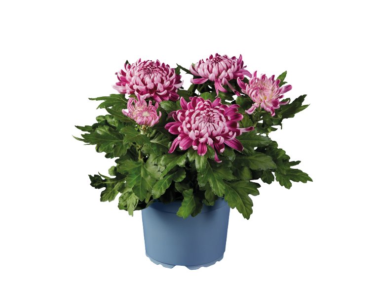 Chrysanthème grosse tête déco