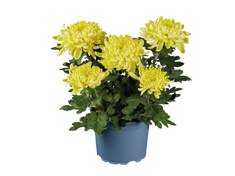 Chrysanthème grosse tête déco