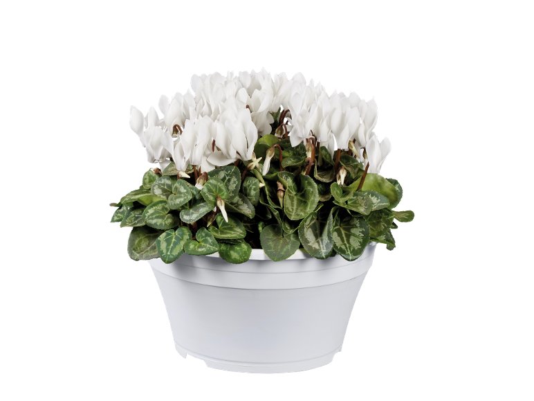 Coupe de Cyclamen