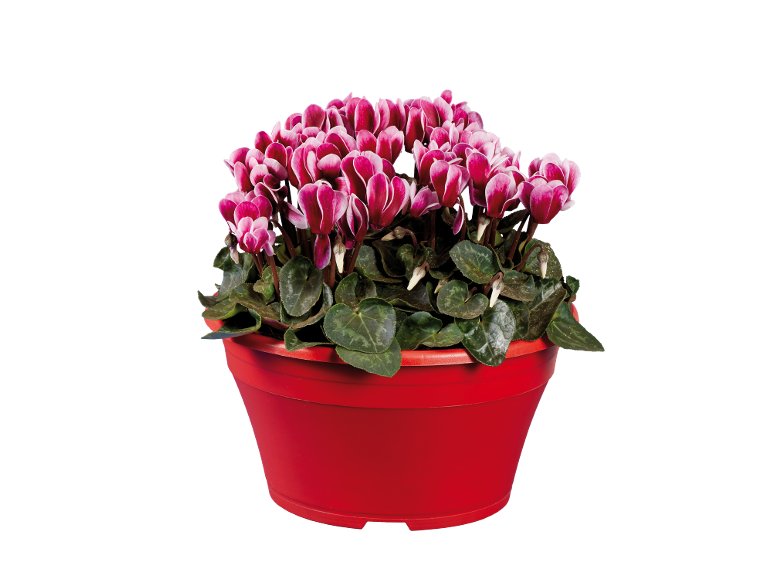 Coupe de Cyclamen