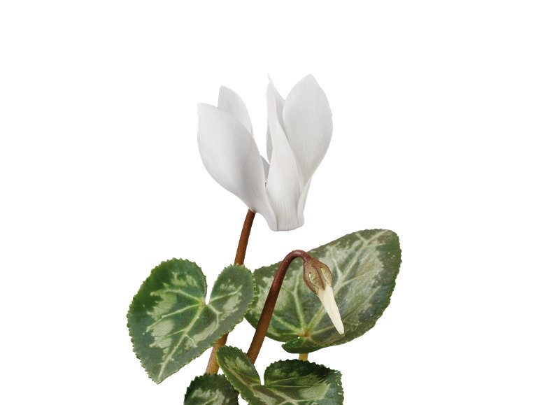 Coupe de Cyclamen