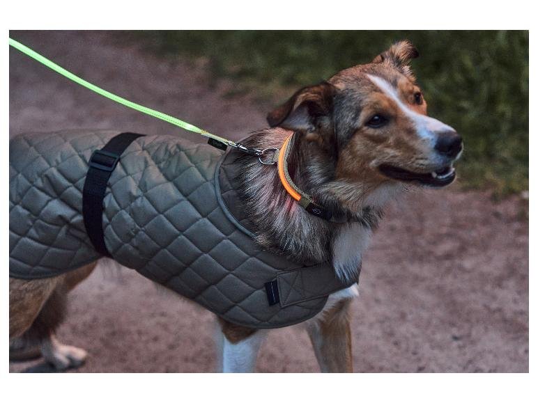 Collier à LED pour chien