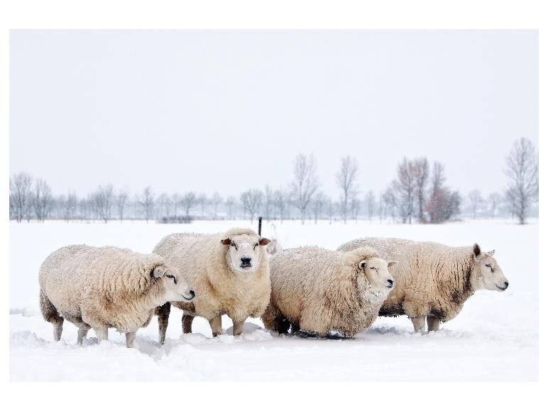 Tapis de protection et disques antigel en laine de mouton