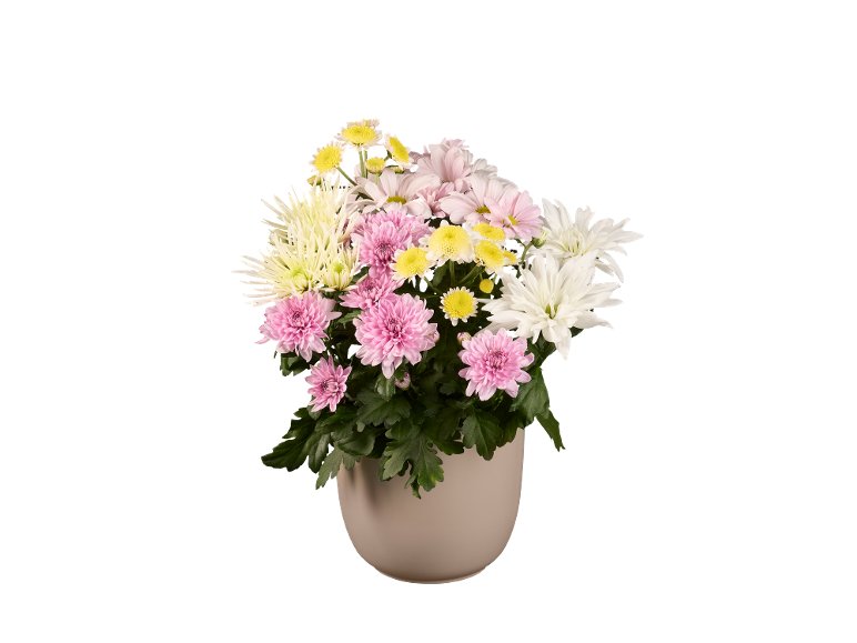 Coupe Chrysanthème collection