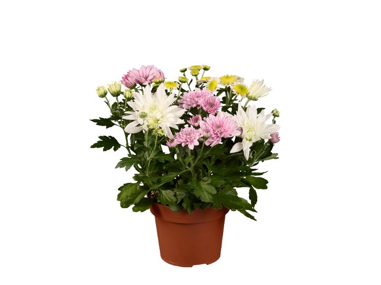Coupe Chrysanthème collection