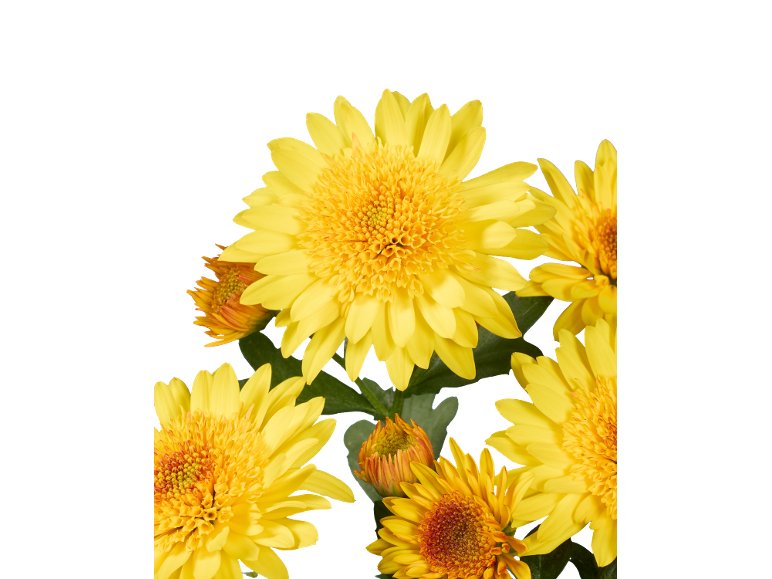 Coupe Chrysanthème collection