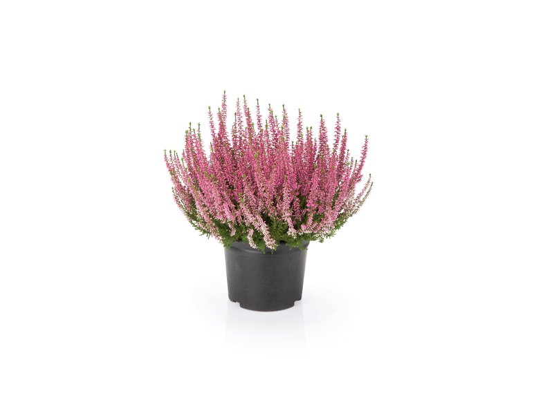 Calluna vulgaris