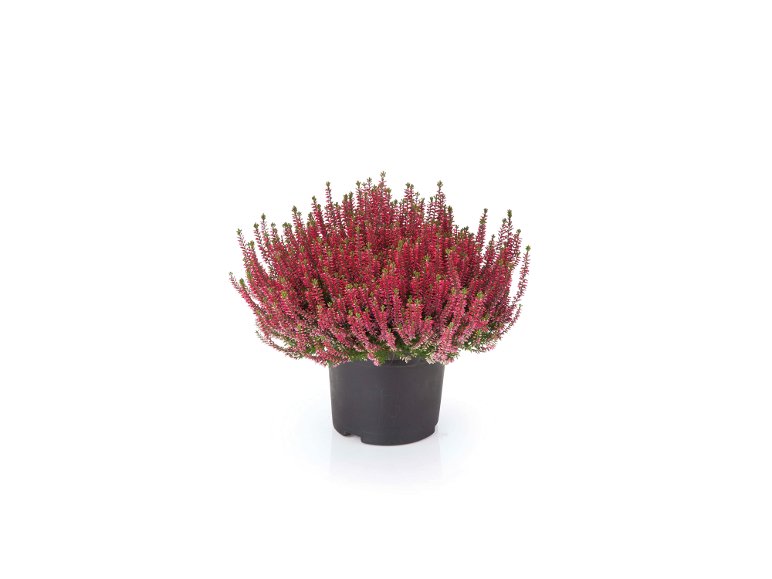 Calluna vulgaris