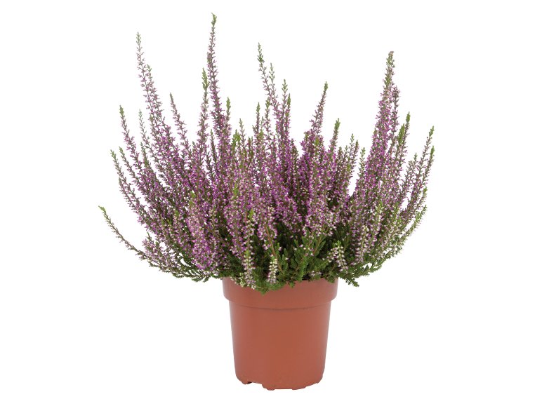 Bruyère calluna