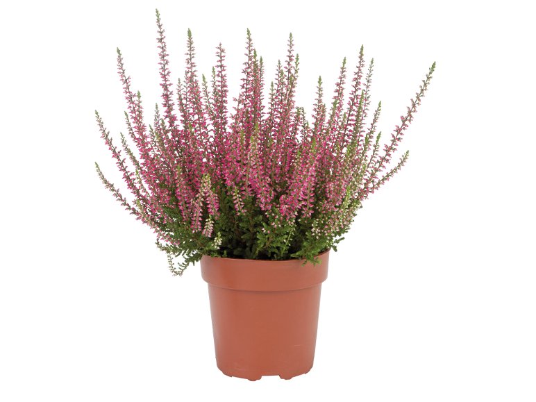 Bruyère calluna