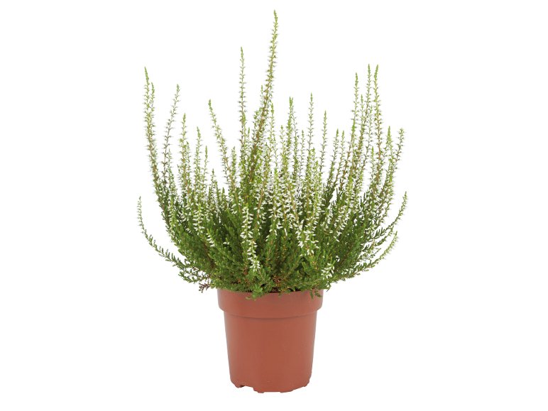 Bruyère calluna